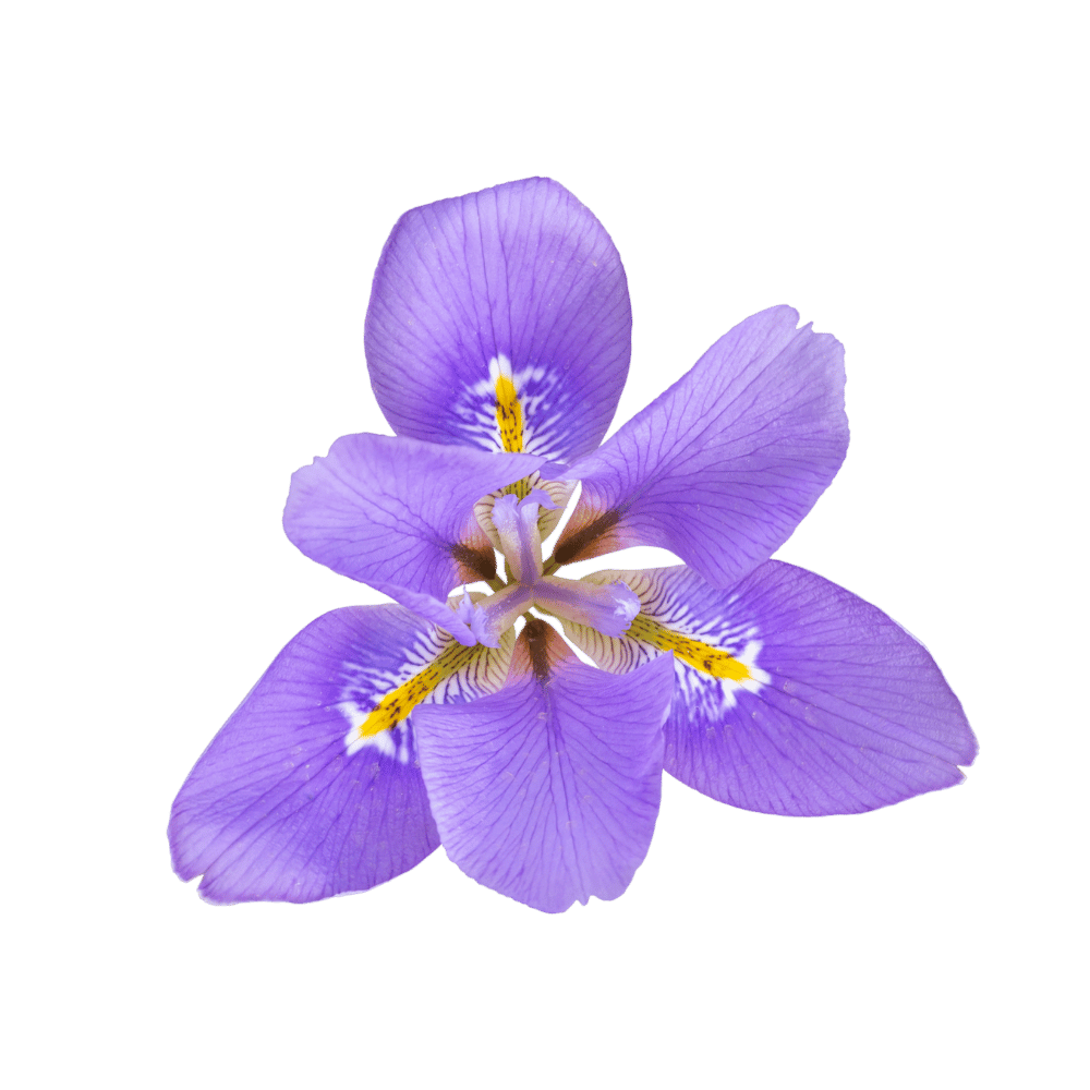 img_iris