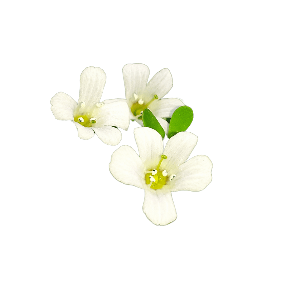 img_brahmi