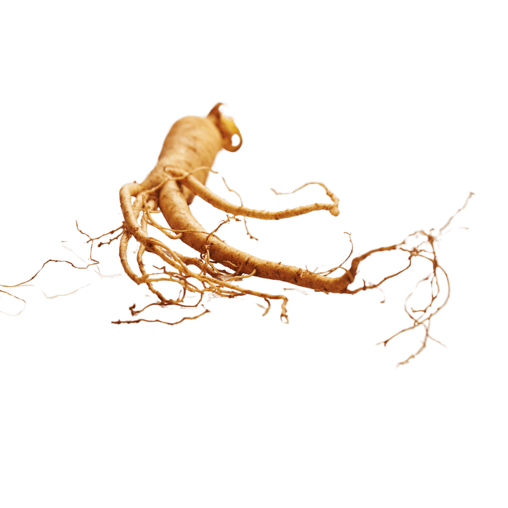 img_ginseng